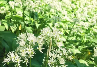 What to do with foraged Wild Garlic