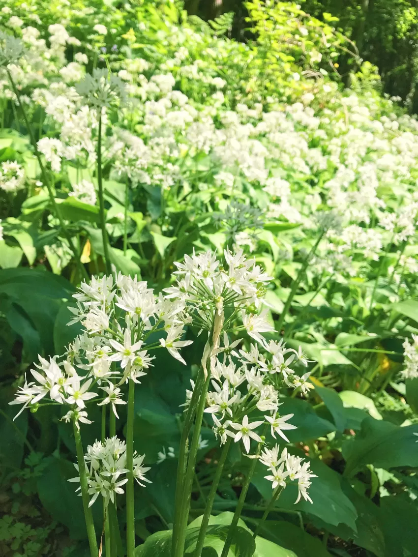 Wild garlic