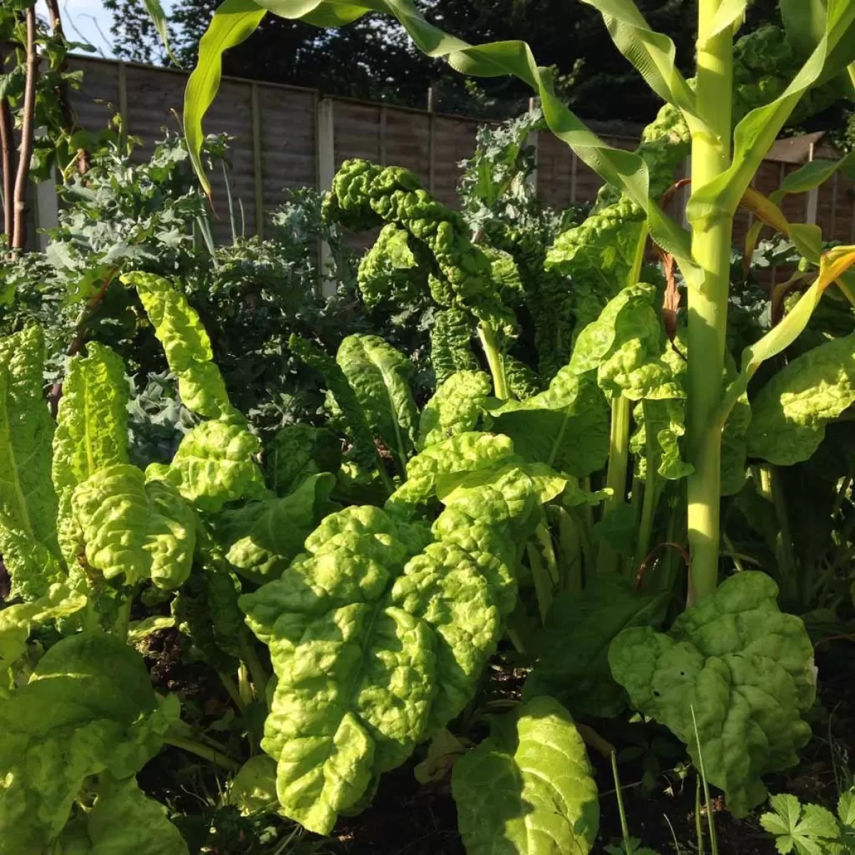 Homegrown swiss chard Gloucestershire Cotswolds