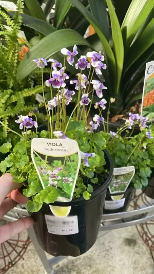 Violet Plant