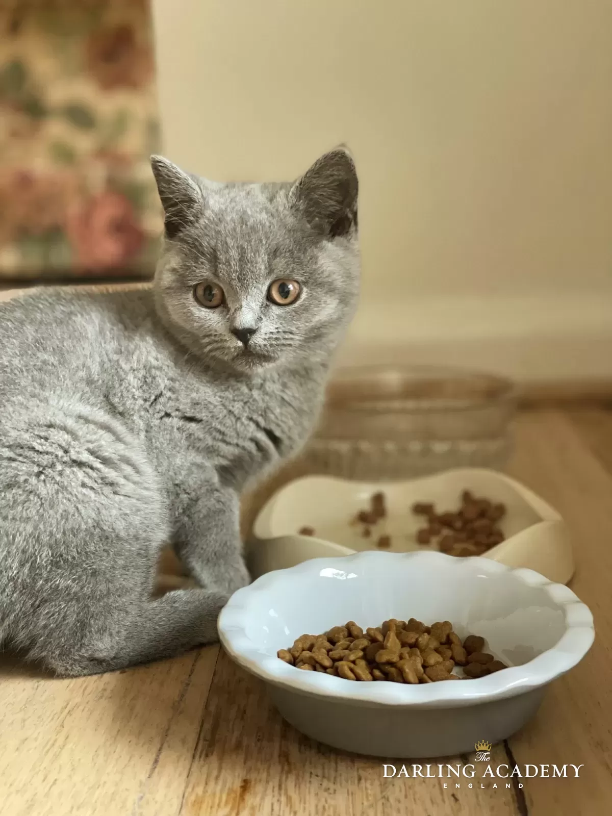 British Shorthair Kitten