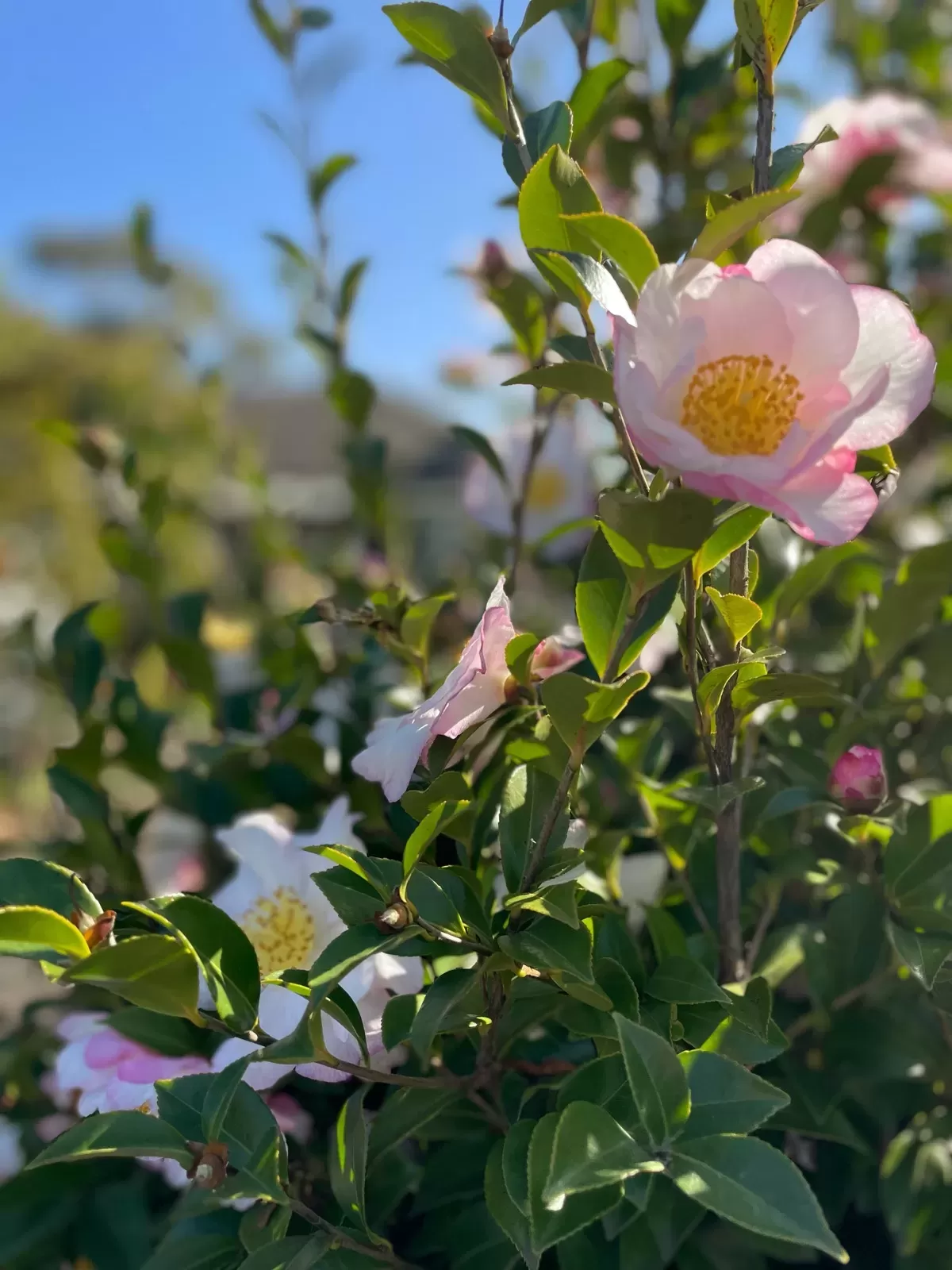Autumn Cammelias Australia