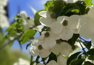 Finding Rest as a Homemaker