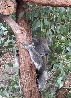 Koalas Australia